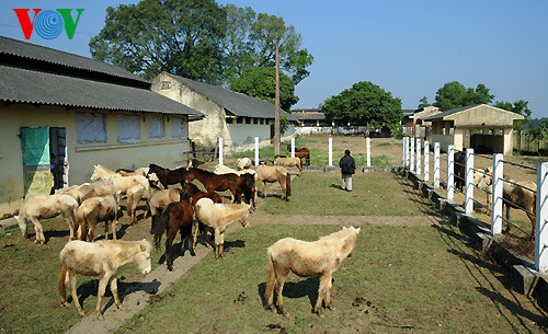 A tour of the biggest horse farm in the north - ảnh 2